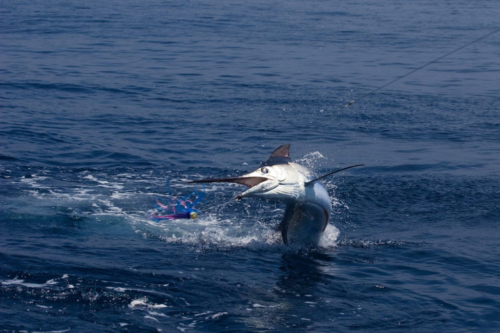 Marlin Fishing Phoenix One Luxury Yacht Charter Boat Phoenix 1 Phoenix I marlin game fishing mothership great barrier reef gbr queensland qld
